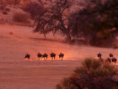 Blue wildebeest