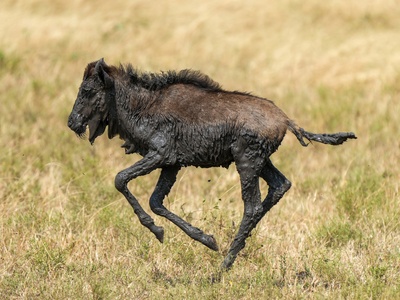 Blue Wildebeest