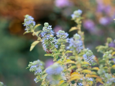 Bluebeard
