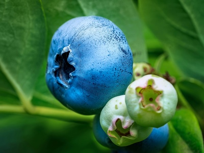 Blueberry (Borovnica)