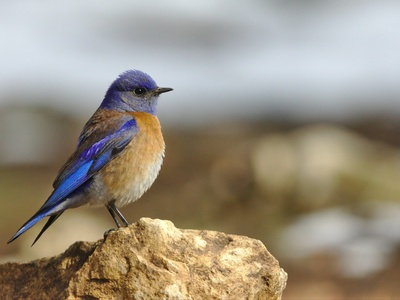 Bluebird