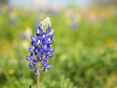 Bluebonnet