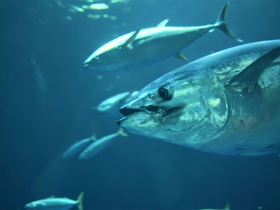 Bluefin tuna