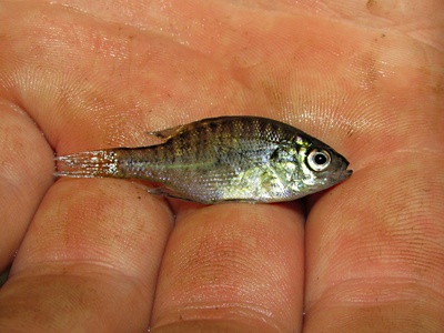 Bluegill