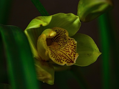 Blunt Greenhood Orchid