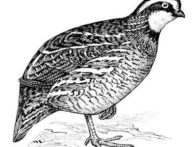Bobwhite Quail