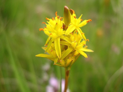 Bog asphodel