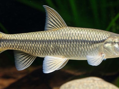 Boga
