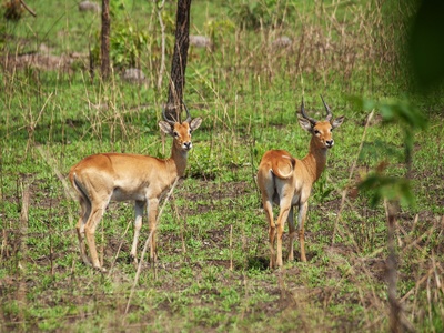 Bohor reedbuck