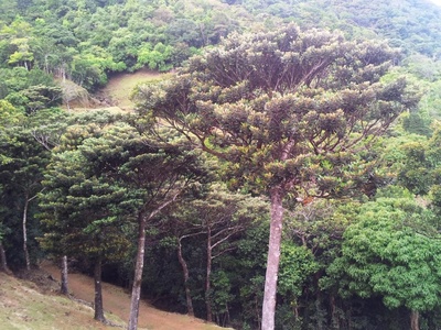 Bois de Natte
