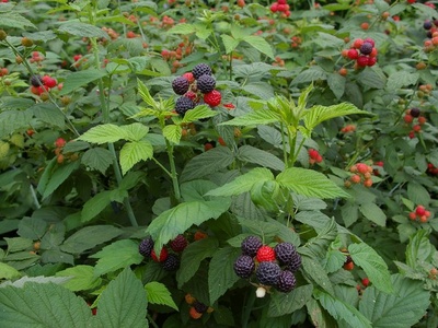 Bokbunja (Korean black raspberry)