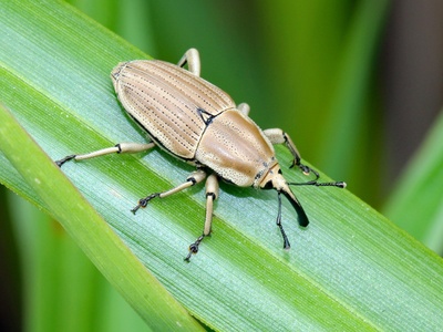 Boll Weevil