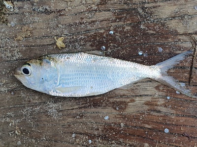 Bonga Shad