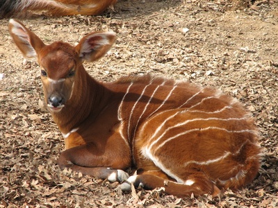 Bongo
