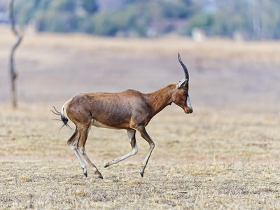 Bontebok