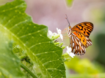 Borboleta