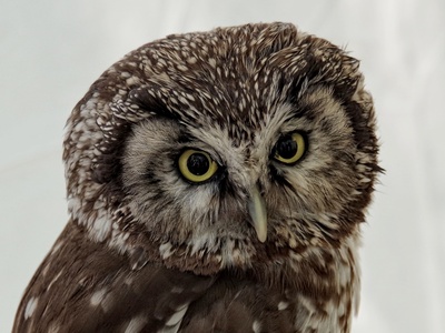 Boreal Owl
