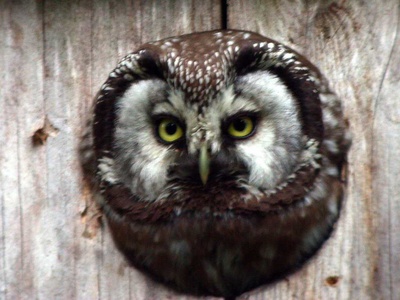 Boreal (Tengmalm's) Owl