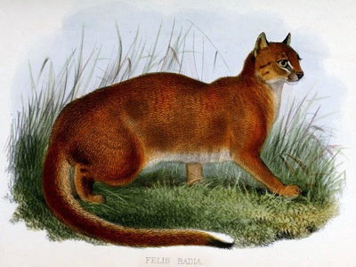 Bornean Bay Cat