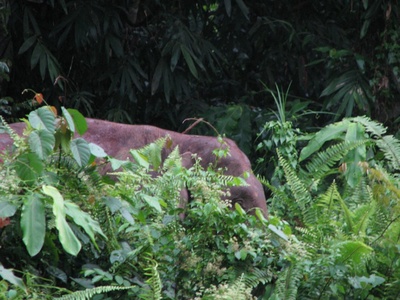 Bornean pygmy elephant