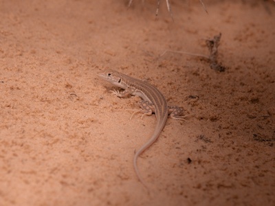 Bosc's Fringe-toed Lizard