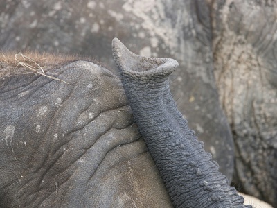 Bosk's Fringe-toed Lizard