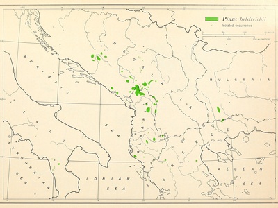 Bosnian Pine