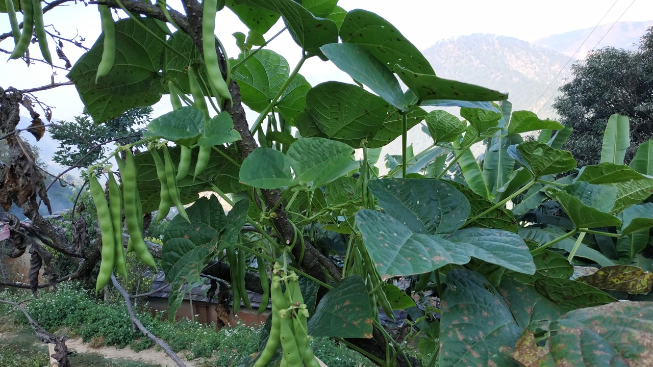 Close-up of green bean pods and yellow wax bean pods side by side on a wooden counter