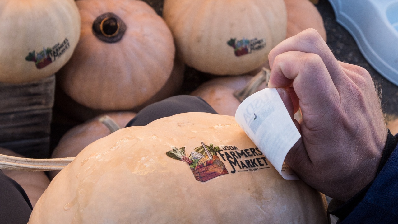 Close-up of different Cucurbita species showing pumpkins and squashes