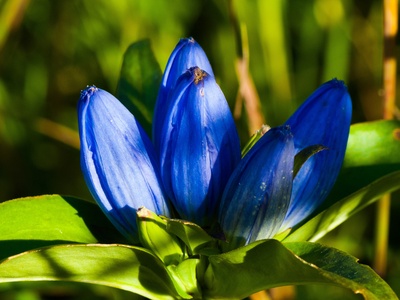 Bottle gentian