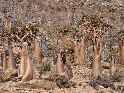 Bottle Tree