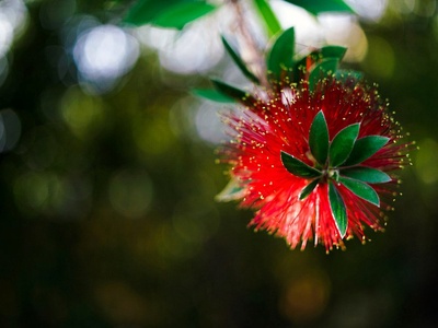 Bottlebrush