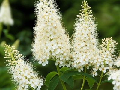 Bottlebrush buckeye (common name begins with B)