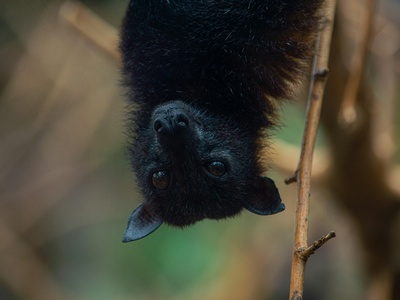 Bougainville Monkey-faced Bat