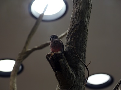 Bourke's Parrot