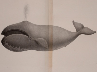 Bowhead whale