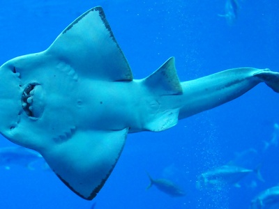 Bowmouth Guitarfish