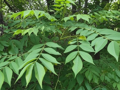 Box Elder