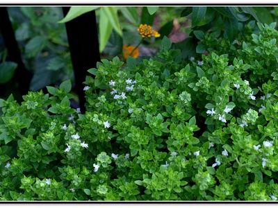 'Boxwood' Basil