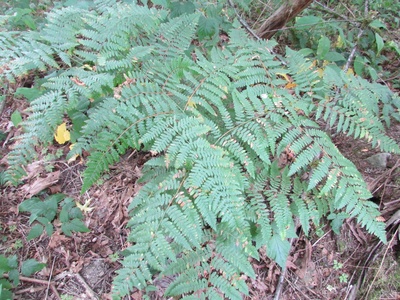 Bracken Fern