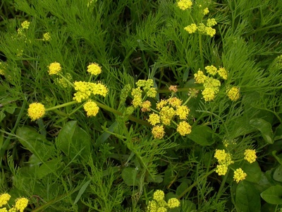 Bradshaw's Lomatium