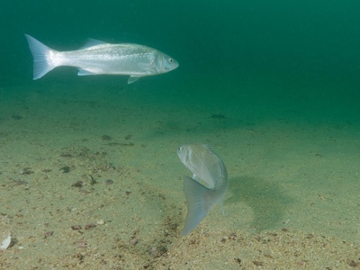 Branzino