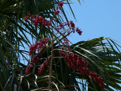 Brazilian pepper (invasive)