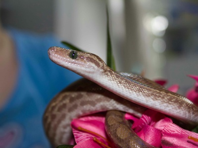 Brazilian Rainbow Boa