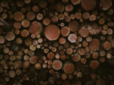Brazilwood / Misc. timber