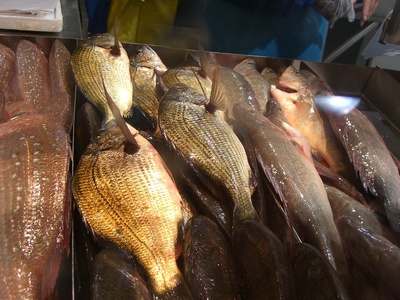 Bream