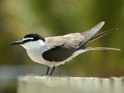 Bridled Tern