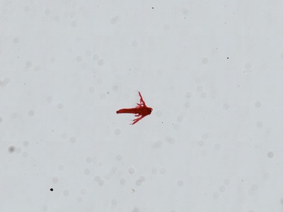 Brine shrimp