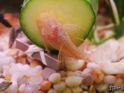 Bristlenose pleco