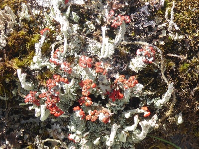 British Soldiers Lichen